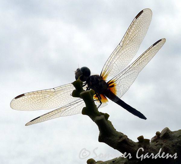 dragonfly-3.jpg