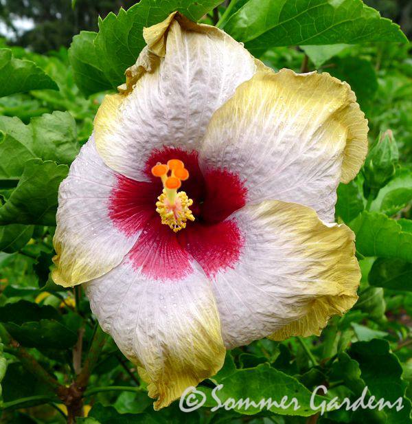 hibiscus-19.jpg