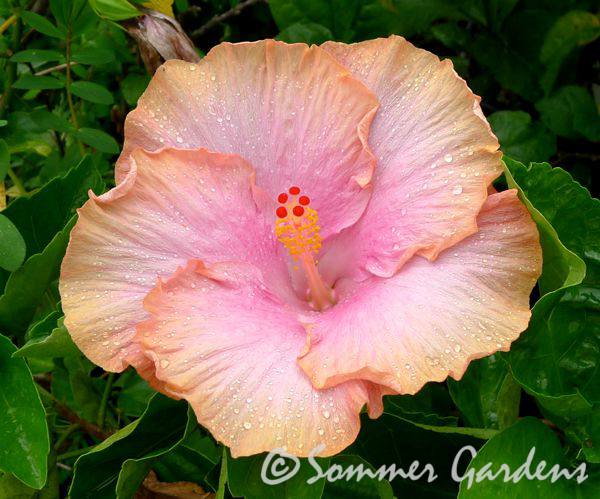 hibiscus-20.jpg