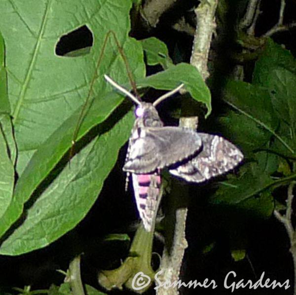 moth-2.jpg