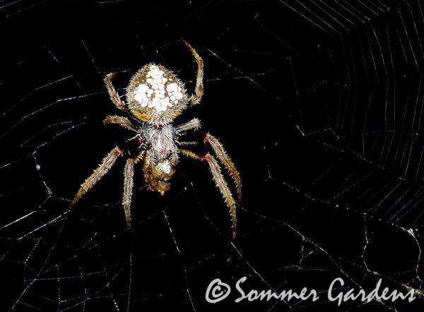 spiderinweb-2.jpg