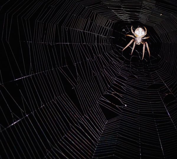 spiderinweb.jpg.jpg
