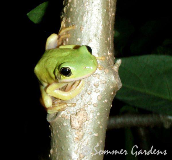 treefrog-3.jpg