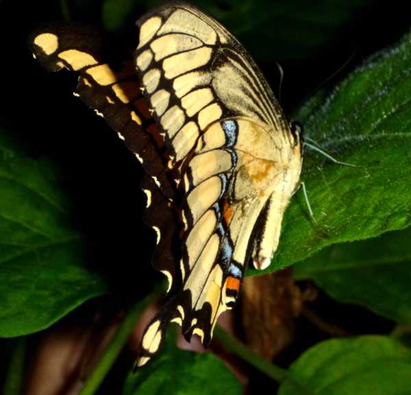 butterfly-3.jpg