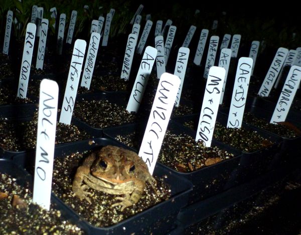 toad2012.jpg
