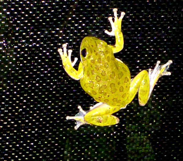 tree frog 2.jpg