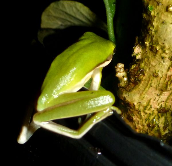treefrog2-4.jpg