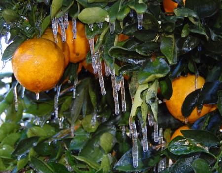 Frozen Florida Orange Juice.jpg