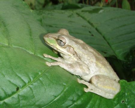 cuban tree frog.jpg
